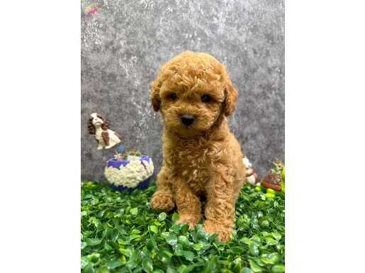 A KALİTE YAVRULARIM