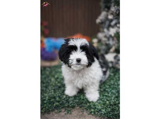 A KALİTE MORKİE KIZIM