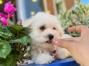 SHOW KALİTE MALTESE BEBEKLER 