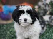 A KALİTE MORKİE KIZIM