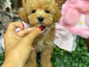 AVUÇ İÇİ KADAR GERÇEK MALTİPOO