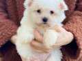 Orjinal Kore Maltese 