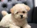 Orjinal Maltipoo Bebekler
