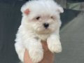 ORJİNAL KORE MALTESE 
