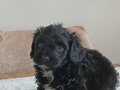 UYGUNA SİYAH MALTİPOO BEBEKLER