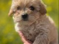 PODDLE KALİTESİNDE MALTİPOO BEBEKLERİM