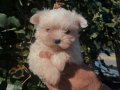 TEACUP MALTESE BEBEĞİM