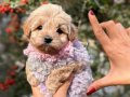 Kaliteli 2,5 Aylık Maltipoo Bebeğim