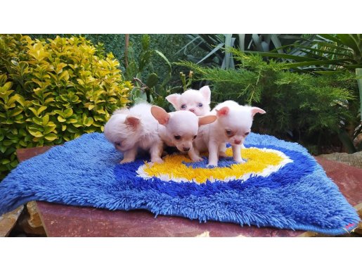 FCI STANDART LARINDA, PEDİGREE Lİ ANNE VE BABA DAN YAVRULAR.