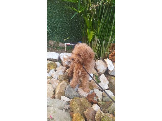 UYGUN,MİNYATÜR POODLE.