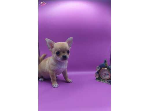 AKİDE ŞEKERİ GİBİ ,BU DİŞİ CHİHUAHUA YAVRUM.