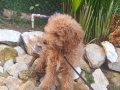 UYGUN,MİNYATÜR POODLE.