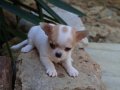 dünyanın en küçük ama en gururlu köpek ırkı, büyüleyici bir 