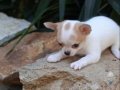 dünyanın en küçük ama en gururlu köpek ırkı, büyüleyici bir 