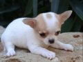 dünyanın en küçük ama en gururlu köpek ırkı, büyüleyici bir 