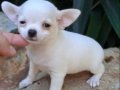 dünyanın en küçük ama en gururlu köpek ırkı, büyüleyici bir 