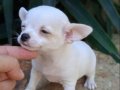 dünyanın en küçük ama en gururlu köpek ırkı, büyüleyici bir 