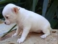 dünyanın en küçük ama en gururlu köpek ırkı, büyüleyici bir 