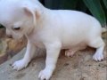 dünyanın en küçük ama en gururlu köpek ırkı, büyüleyici bir 