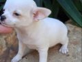 dünyanın en küçük ama en gururlu köpek ırkı, büyüleyici bir 