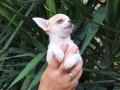 Unvanlı ebeveynlerden elit Chihuahua yavruları