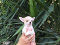 Unvanlı ebeveynlerden elit Chihuahua yavruları