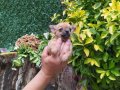 Unvanlı ebeveynlerden elit Chihuahua yavruları