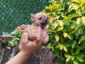 Unvanlı ebeveynlerden elit Chihuahua yavruları