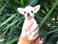 Unvanlı ebeveynlerden elit Chihuahua yavruları