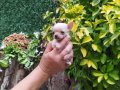 Unvanlı ebeveynlerden elit Chihuahua yavruları