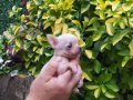 Unvanlı ebeveynlerden elit Chihuahua yavruları