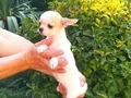 Chihuahua yavruları sızın sadık minik dostunuz ve arkadaşız