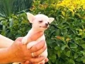Chihuahua yavruları sızın sadık minik dostunuz ve arkadaşız