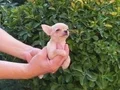 Chihuahua yavruları sızın sadık minik dostunuz ve arkadaşız