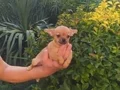 Chihuahua yavruları sızın sadık minik dostunuz ve arkadaşız