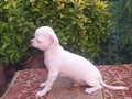 Chihuahua yavruları sızın sadık minik dostunuz ve arkadaşız