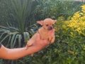 Chihuahua yavruları sızın sadık minik dostunuz ve arkadaşız