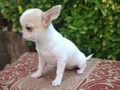 Chihuahua yavruları sızın sadık minik dostunuz ve arkadaşız
