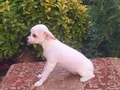 Chihuahua yavruları sızın sadık minik dostunuz ve arkadaşız