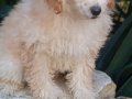 Peluş toy poodle yavruları yeni ailelerini bekliyor