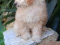 Peluş toy poodle yavruları yeni ailelerini bekliyor