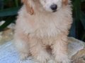 Peluş toy poodle yavruları yeni ailelerini bekliyor
