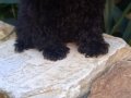 Peluş toy poodle yavruları yeni ailelerini bekliyor