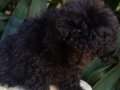 Peluş toy poodle yavruları yeni ailelerini bekliyor