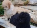 Peluş toy poodle yavruları yeni ailelerini bekliyor