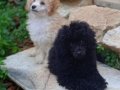 Peluş toy poodle yavruları yeni ailelerini bekliyor