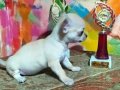 Chihuahua yavruları ruh vesergiler için mini ve standart