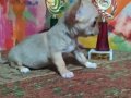 Chihuahua yavruları ruh vesergiler için mini ve standart