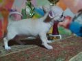 Chihuahua yavruları ruh vesergiler için mini ve standart