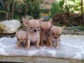 Chihuahua yavruları ruh vesergiler için mini ve standart